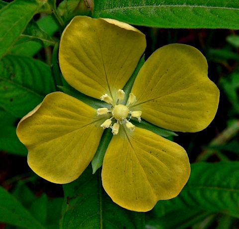 {Ludwigia peruviana}